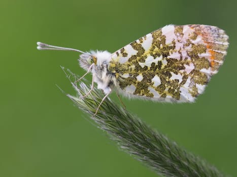Orange tip