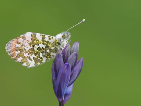 Orange tip