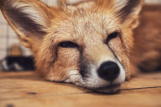 Beautiful red fox closeup portrait
