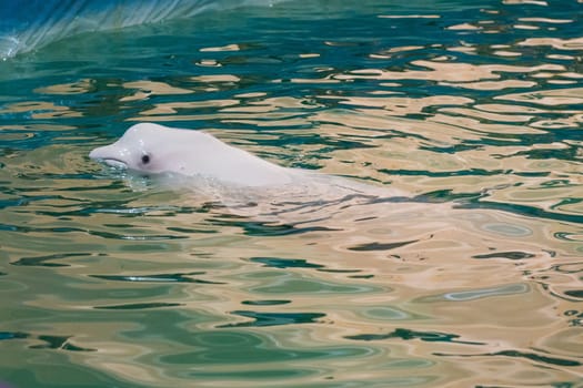 White dolphin at dolphinarium on performance