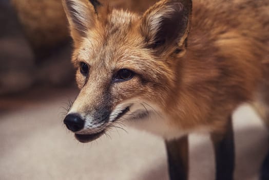 Beautiful red fox closeup portrait