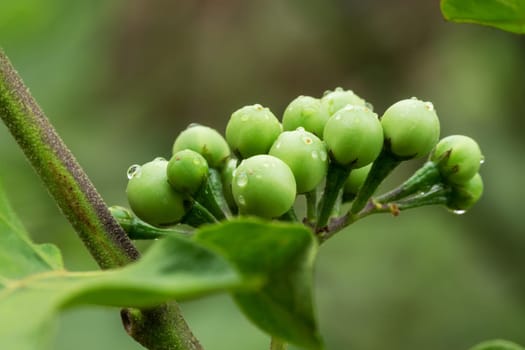 Poka bush,close-up of berries in nature