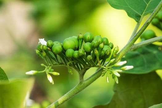 Poka bush,close-up of berries in nature