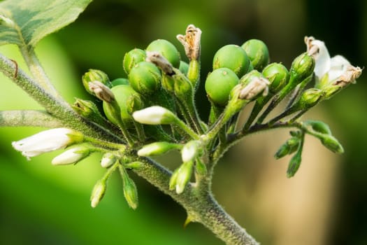 Poka bush,close-up of berries in nature