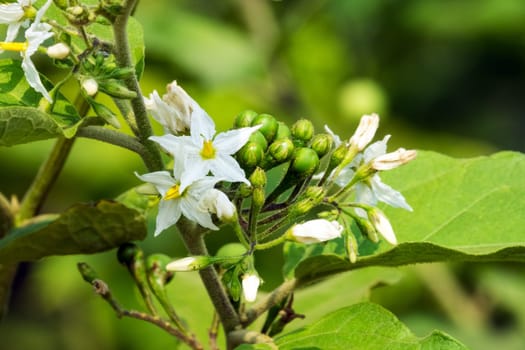 Poka bush,close-up of berries in nature