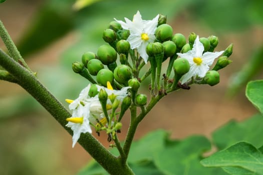 Poka bush,close-up of berries in nature