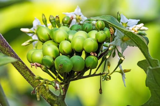 Poka bush,close-up of berries in nature