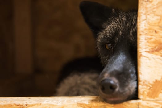 Beautiful black fox closeup portrait