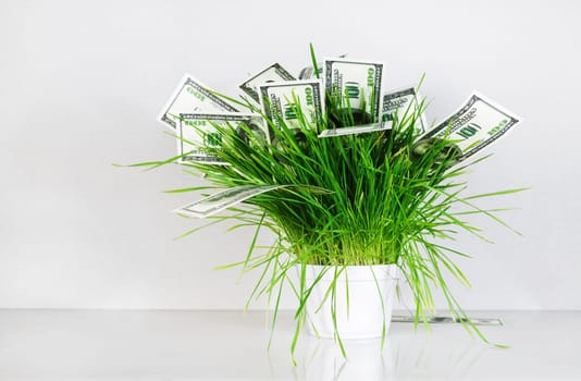 Money and grass. Hundred dollar bills in a pot with green grass. Fake money. Business concept.