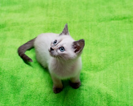 beautiful white kitten with blue eyes, a subject kittens
