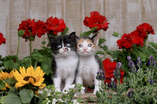 Adorable 3 week old Baby Kittens in a Garden Setting