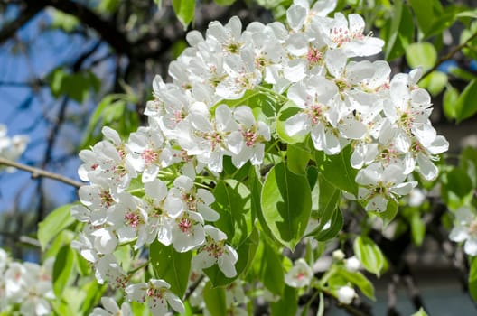 Spring blossoming pear tree