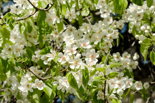 Spring blossoming pear tree