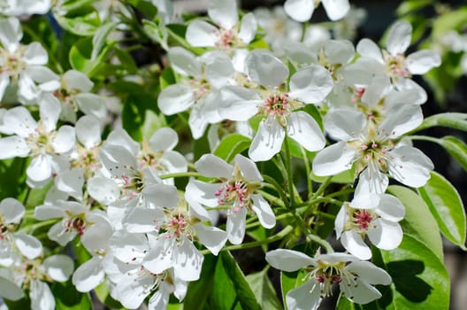 Spring blossoming pear tree
