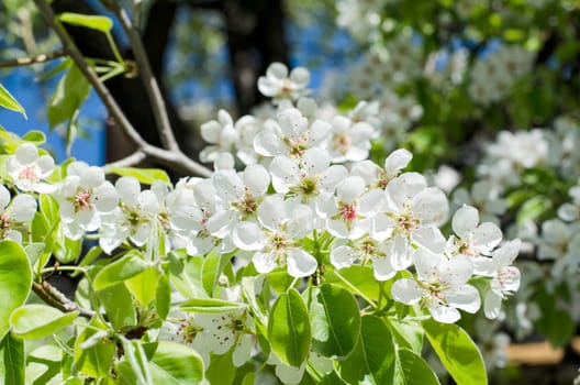 Spring blossoming pear tree