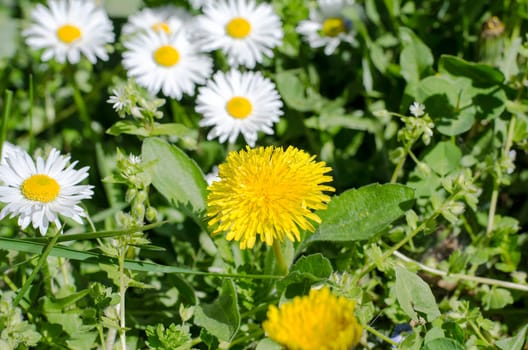 Spring field with dandelions