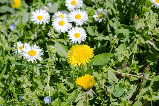 Spring field with daisy flowers
