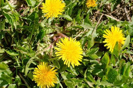 Spring field with dandelions