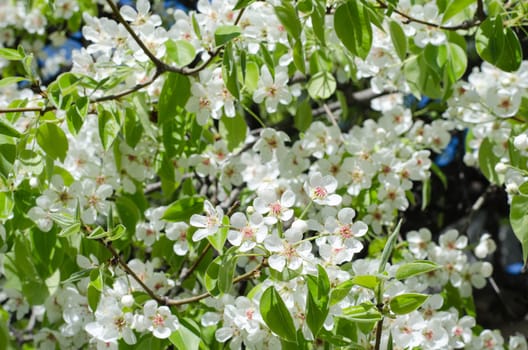 Spring blossoming pear tree
