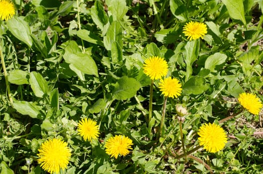 Spring field with dandelions
