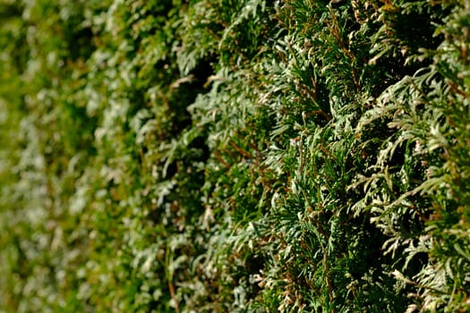 Tree of Life (Thuja) as a hedge