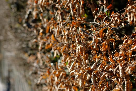 Hedge with hornbeams (Carpinus betulus) with leaves in winter