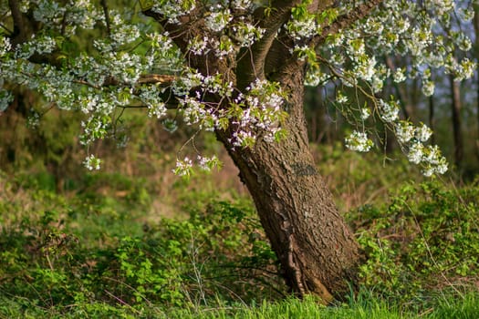 cherry blossom