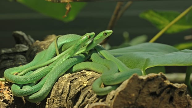 Two male rough grass snakes (Opheodrys aestivus)