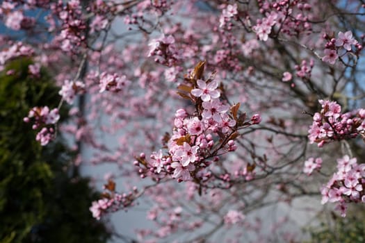 Ornamental plant blood plum with pink flowers in spring