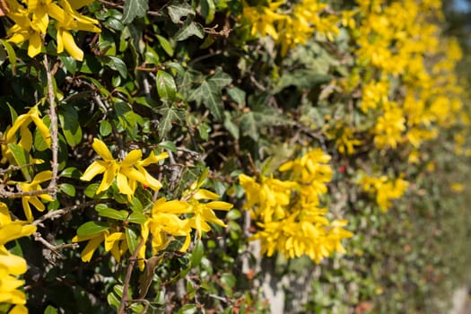 Hedge with yellow flowers of forsythia (Forsythia)