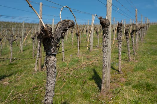 Old gnarled vine in spring in the vineyard