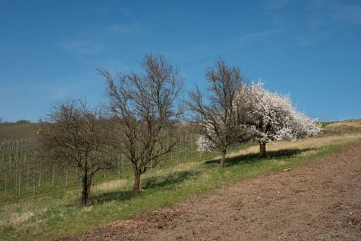 Apple tree with white flowers on a orchard in spring