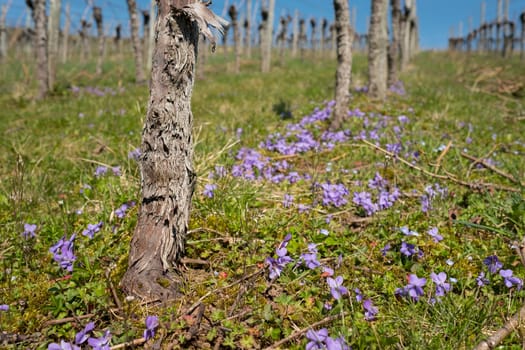 Purple violets and gnarled vine in March in the vineyard
