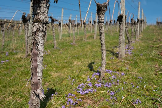 Gnarled vine with cracked bark and violets in the vineyard