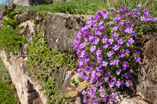 Blooming blue cushion (Aubrieta) on a stone wall