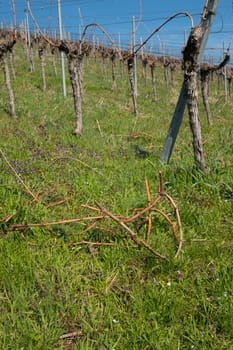 Waste during pruning in the vineyard in spring