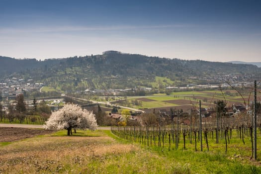 Fruit trees on a meadow by the vineyard of a cultural landscape