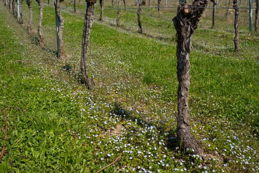 Vines in the vineyard with forget-not in spring