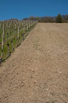 Vineyard with cleared plot with earth in portrait format