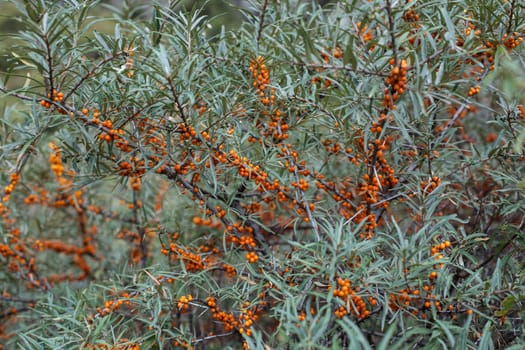Branch with berries of sea buckthorn and green leaves on a background