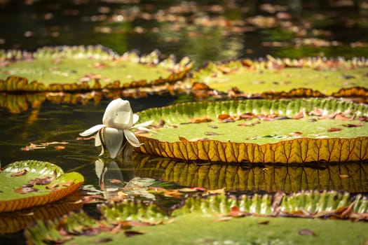Giant Waterlilies in Mauritius Botanical gardens