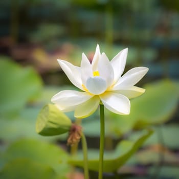 Closeup photo of the lotus flower