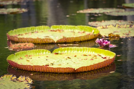 Giant Waterlilies in Mauritius Botanical gardens