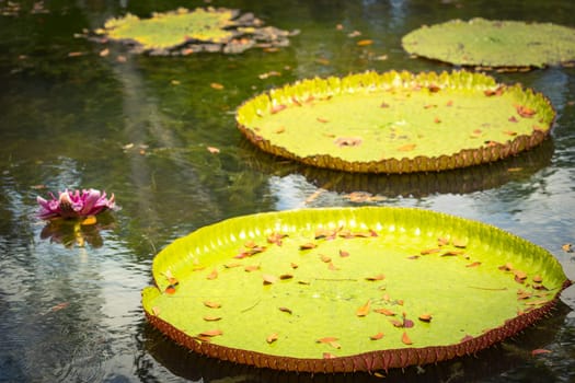 Giant Waterlilies in Mauritius Botanical gardens
