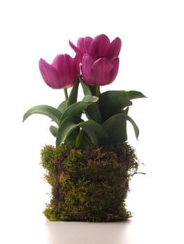 Three pink tulips with moss decoration on a white background, spring decoration