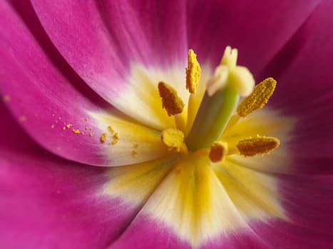 Close up shot of a pink tulip with a selective focus