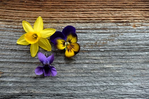 Spring flowers on a wooden background