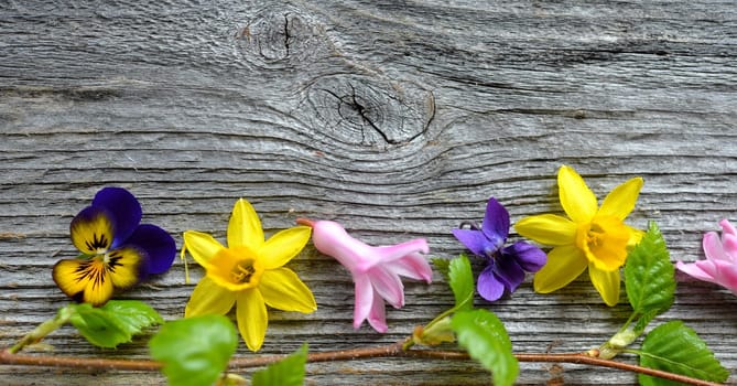 Spring flowers on a wooden background