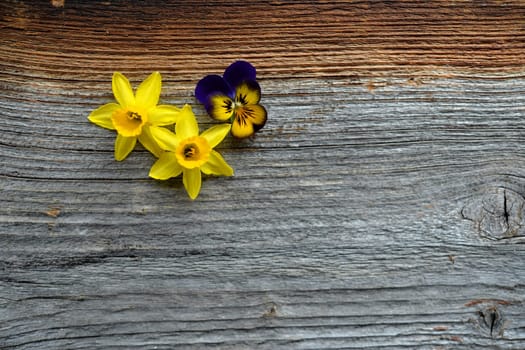 Spring flowers on a wooden background
