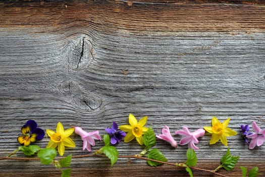 Spring flowers on a wooden background